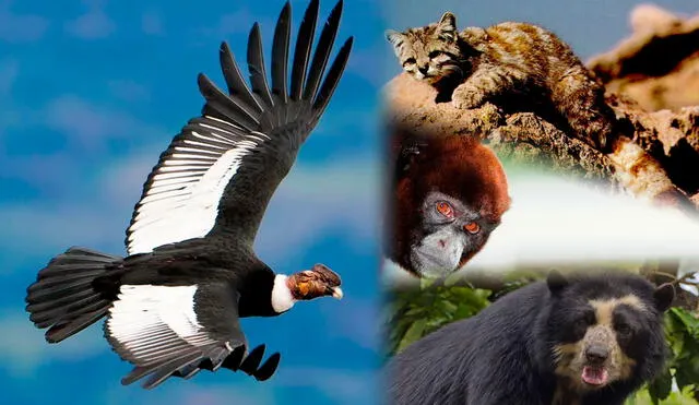 En el Perú se concentra un gran porcentaje de especies en el mundo; sin embargo, también hay historias tristes. Foto: Composición LR/Crónicas de Fauna/Animales y Plantas Perú PLAAN/Lupo (Wikimedia)/Fame Creative Lab