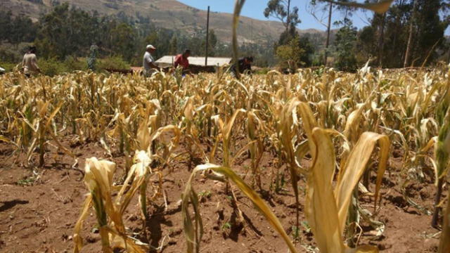 El sector agrícola —específicamente la agricultura de regadío— utiliza la mayor parte del agua y representa el 89% de las extracciones. Foto: Andina