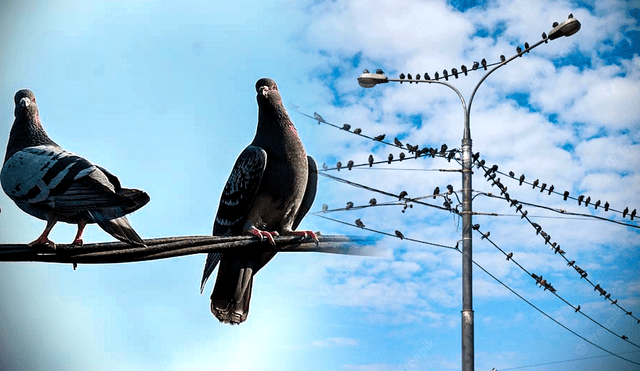 Conoce por qué las palomas no se electrocutan cuando se posan en los cables de luz. Foto: composición LR/Pikist/Freepik