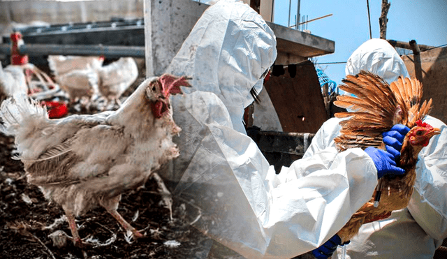 La gripe aviar es una enfermedad que se encuentra principalmente en las aves, sin embargo, cabe la posibilidad de que las personas puedan contagiarse si tienen contacto directo con las heces o fluidos de estos animales. Foto: composición de Gerson Cardoso