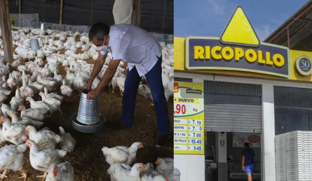 Rico Pollo emitió comunicado ante el brote de la gripe aviar H5N1 en territorio peruano. Foto: La República/ difusión