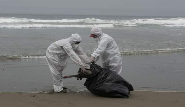 Retiran a pelícanos muertos de las playas de Tumbes. Foto: La República.