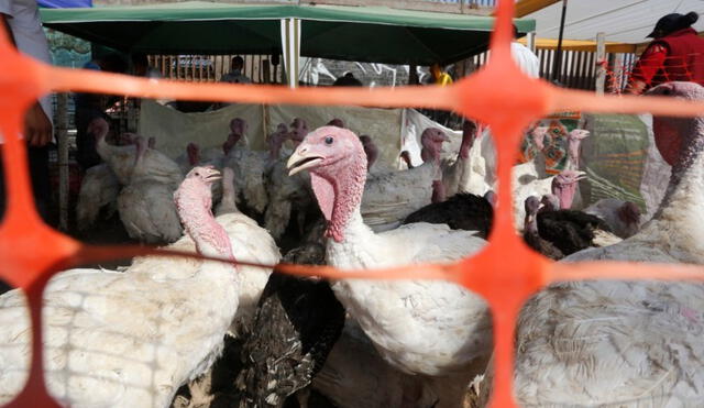 FAO. Los casos de gripe aviar en seres humanos son muy raros en el mundo desde que apareció el virus en los países asiáticos en el 2003. Foto: La República