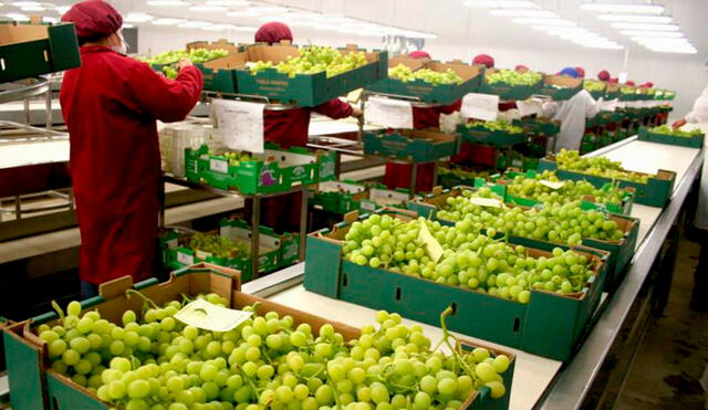 Los trabajadores del sector agroexportación buscan estabilidad laboral. Foto: Agraria.pe