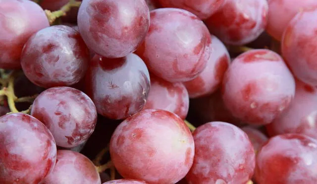 El Perú despacha, mayormente, uva de la variedad Red Globe. Sin embargo, otras se vienen posicionando en los últimos años. Foto: difusión