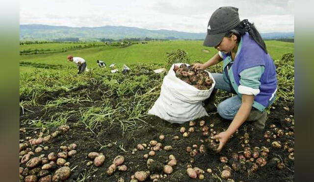 Más del 50% de las hectáreas en las que se ha cosechado papa en Puno se han visto afectadas por la falta de lluvias. Foto: agraria