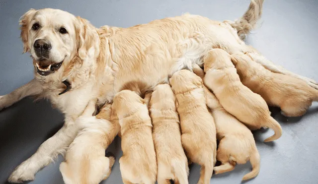 La sobrepoblación de perros es una problemática de salud pública, según especialistas. Foto: Universidad Nacional Autónoma de México