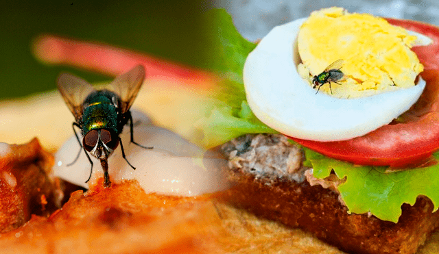 Una de las cosas más molestas a la hora de comer es tener que estar espantando moscas luego de colocar el plato sobre la mesa. Foto: composión LR/Univisión
