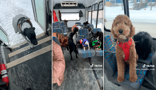 El video de los cachorros de diferentes razas subiendo al bus se hizo viral en TikTok. Foto: composición LR/TikTok/@mo_mountain_mutts