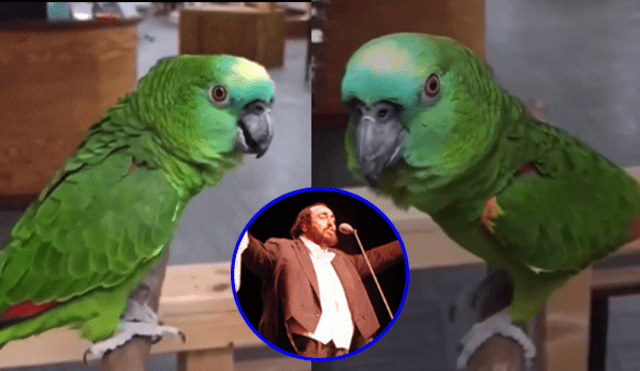 El loro mostró su talento al mismo estilo que Luciano Pavarotti. Foto: composición LR / Captura Instagram