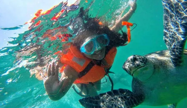  Al nadar con tortugas lo ideal es comportarse únicamente como un espectador y no tocarlos tocar a estos animales marinos ni ser agresivo. Foto: Máncora Tours    