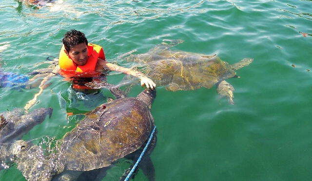 Resulta imperioso compartir lineamientos para desarrollar adecuadamente la práctica turística de nadar con tortugas. Foto: Máncora Tours