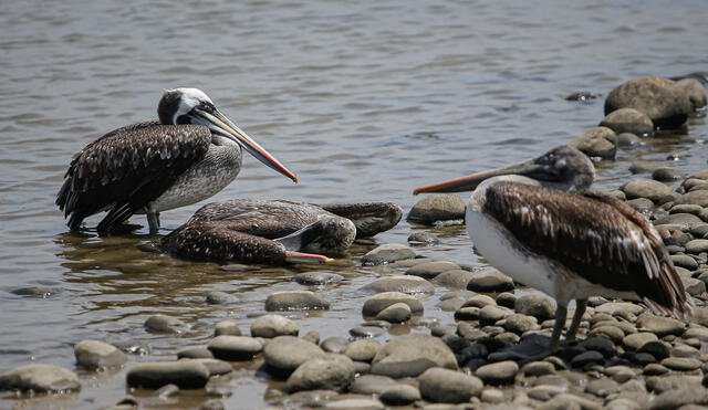 Se han muerto gran cantidad de aves. Foto: Rodrigo Talavera/La República