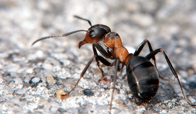 Las hormigas de la especie "Formica fusca" tienen un olfato muy fino que puede entrenarse fácilmente. Foto: Foro hormigas