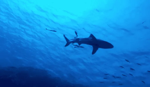 Trágico ataque de tiburón acabó con la vida de un pescador