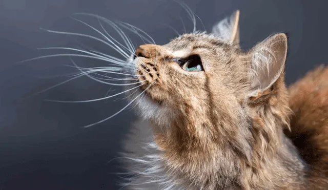 El 'pelo' de los gatos cumple un rol clave en el bienestar físico de los gatos. Foto: Vitakraft