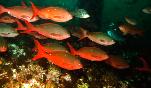 La cabinza roja es una de las especies que vive en este arrecife artificial de Piura de acuerdo a la SPDA. Foto: Yuri Hooker