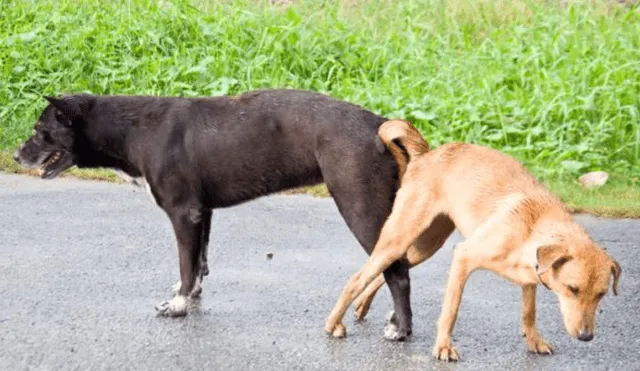 Las personas no deben separar a los perros cuando se aparean. Foto: Animal Experto