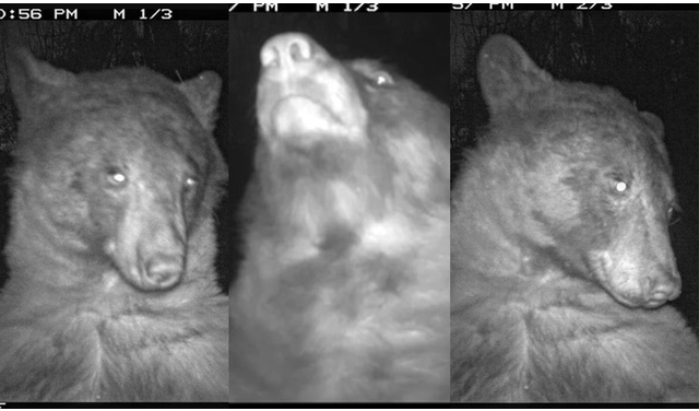 De las 580 fotos tomadas, “400 eran selfies de oso”. Foto: composición LR / OSMP