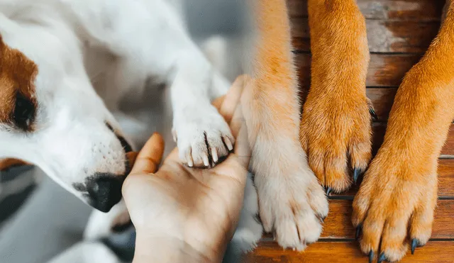 Conoce por qué los perros tienen un olor particular en sus patas. Foto: composición LR/Freepik/Experto Animal