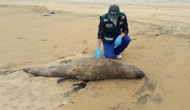 Al encontrar un lobo marino varado, lo ideal es no aproximarse al animal y, en su lugar, cercar el área donde se encuentra. Foto: Serfor