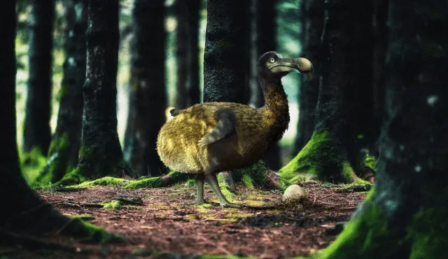 La última vez que se vio a un dodo con vida fue en el siglo XVII. Ahora, científicos piensan traerlo de vuelta. Foto: Colossal Biosciences