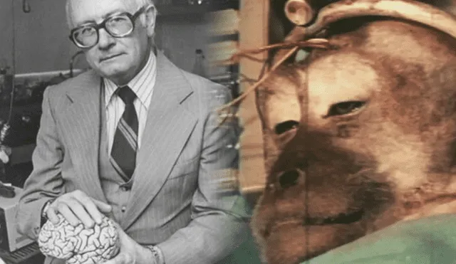 Robert Joseph White realizó más de 10.000 operaciones quirúrgicas y al menos de 900 publicaciones sobre neurocirugía clínica. Foto: Composición LR/XLSemanal/VICE