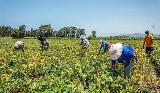 En su discurso, la ministra resaltó la labor de los 2,2 millones de pequeños productores en la provisión de alimentos. Foto: Midagri