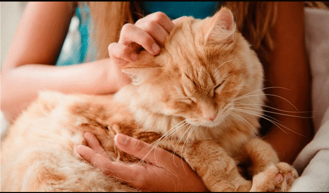 La mamá está contenta con la relación del gato y su hija, pues "tienen un gran cariño mutuo. Foto: Mundo Gato