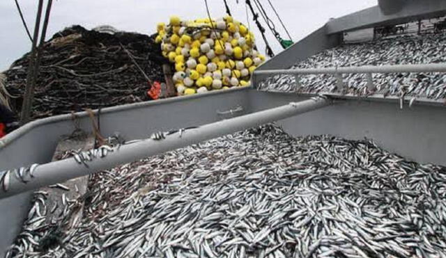 Este domingo culmina la segunda temporada de pesca de anchoveta del 2022. Foto: Andina