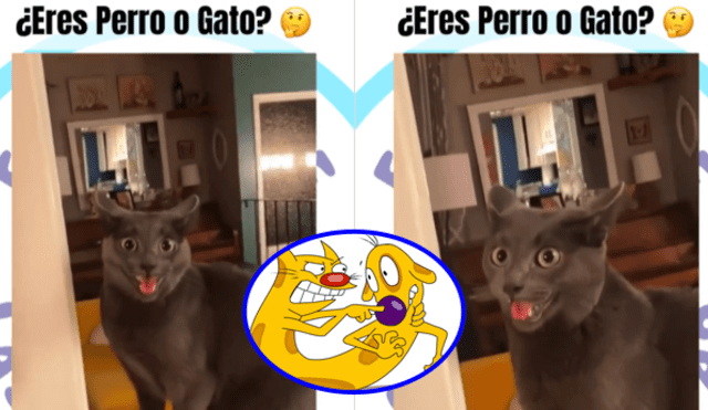 El gatito se vio con la clásica expresión facial de los perros. Foto: composición LR/Captura Instagram/@clubdelasmascotasoficial