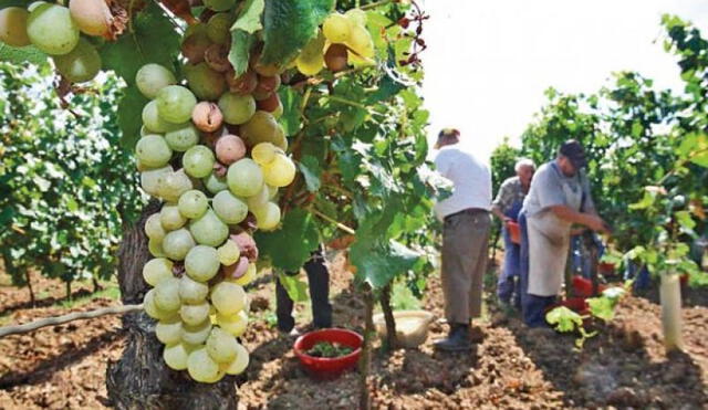 Cascas es una zona de producción vitivinícola. Foto: agraria.pe