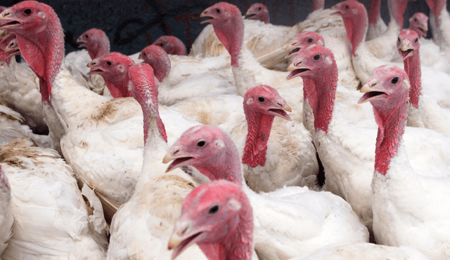 El Senasa activó el cerco epidemiológico para frenar el contagio de gripe aviar en aves de corral. Foto: La República