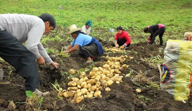 Hay un patrón de afectación general con mayor intensidad para cultivos andinos. Foto: Radio Cutivalú