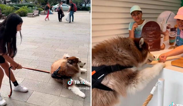 La traviesa conducta del perrito hizo reír a miles en las redes sociales. Foto: composición LR/TikTok