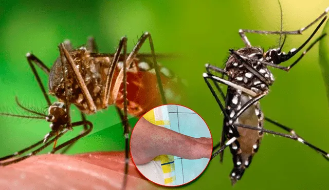 La chikungunya es la nueva enfermedad que está dejando consecuencias en Latinoamérica. Foto: composición LR/Marca/UNSAM