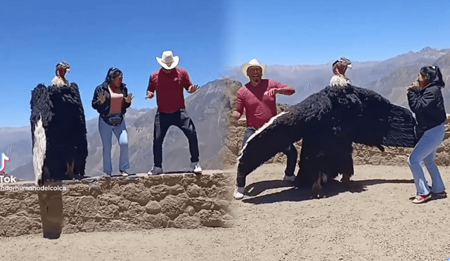 'Cóndor humano' acostumbra bailar con visitantes en Arequipa. Foto: composición Fabrizio Oviedo