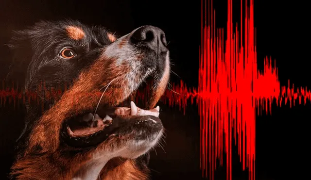Las ondas de un sismo pueden ser captadas por animales. Fotos: Freepik / composición