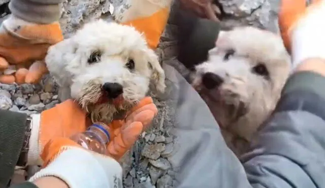 El perro se encontraba atrapado entre concreto y varas de metal por el terremoto en Turquía. Foto: composición LR/captura de Twitter/@YoruKhunnn - Video: @YoruKhunnn/Twitter