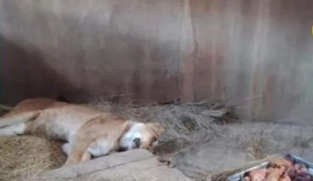 Leona de zoológico perece a consecuencia de la gripe aviar. Foto: Huanca York Times