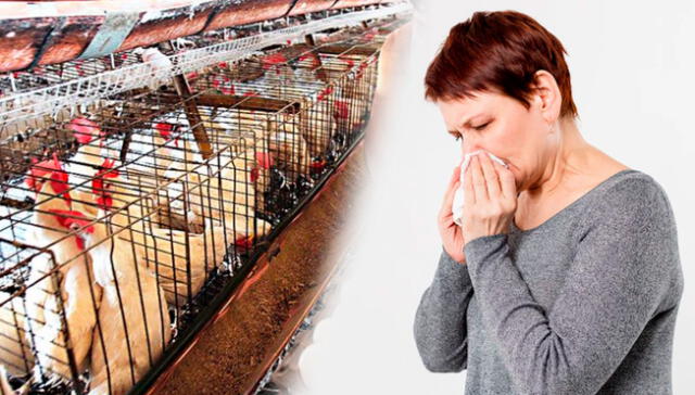 El Minsa señaló que las personas que hayan manipulado aves enfermas y presenten síntomas deben acudir a los establecimientos de salud. Foto: composición El Popular