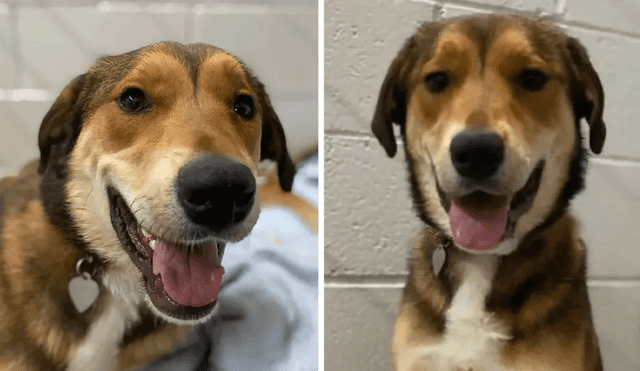 La perrita pasó meses en el refugio de El Paso, Texas. Foto: Infobae