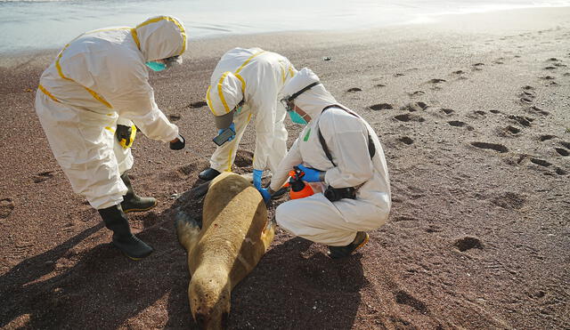 Lobo marino presumiblemente afectado por gripe aviar, examinado por especialistas del Sernanp. Foto: Antonio Melgarejo/La República