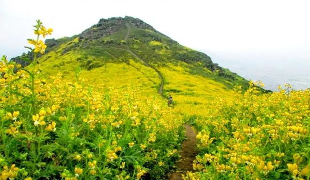 Algunas de las lomas pertenecen al área de conservación regional del Sistema de Lomas de Lima. Foto: Pólemos