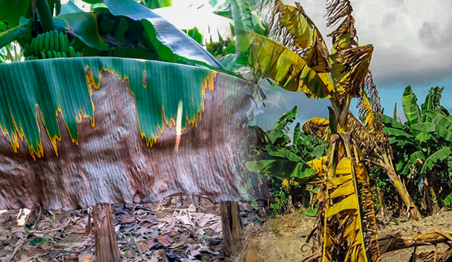 Así afecta el hongo a las plantas de plátano en Venezuela. Foto: composición LR/UN News