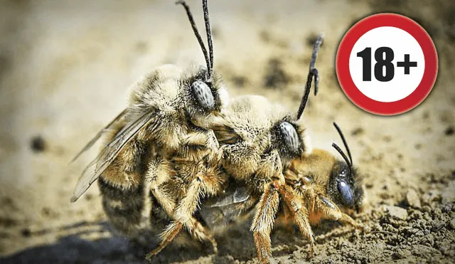 Durante el apareamiento, las abejas mueren de una forma muy dolorosa y casi instantánea. ¿Por qué les ocurre esto durante el sexo? Foto: composición LR/Wallpaper Flare/Freepik
