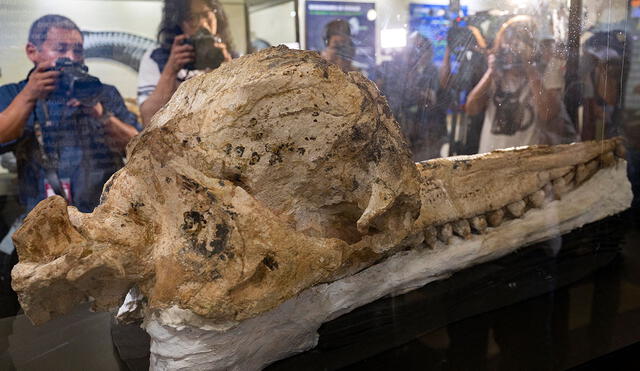 Periodistas fotografían el cráneo de cachalote hallado en el desierto de Ocucaje, Perú. Foto: AFP