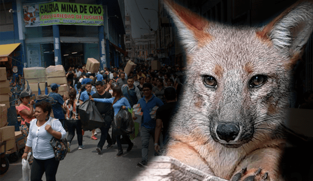 Run Run: zorrito fue víctima el tráfico ilegal de animales. Foto: composición LR/LR/Andina