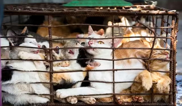 En Vietnam está permitido el consumo de carne de perro y gato, siempre que los vendedores respeten la normativa sanitaria. Foto: cactus24.com