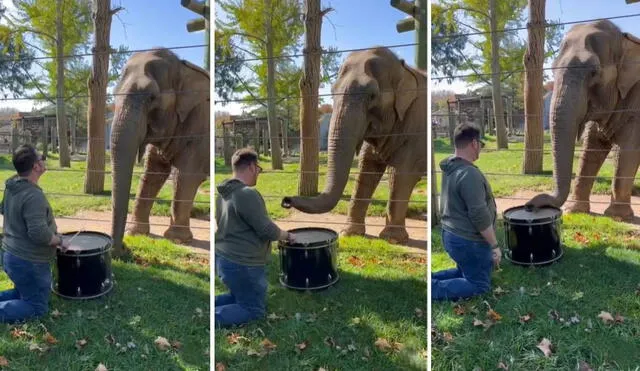 El video se hizo viral en todas las redes sociales. Foto: composición LR/captura de TikTok/@elephantzparadise